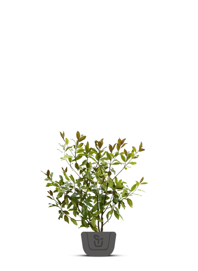 Beverboom meerstammig | Magnolia loebneri Merrill