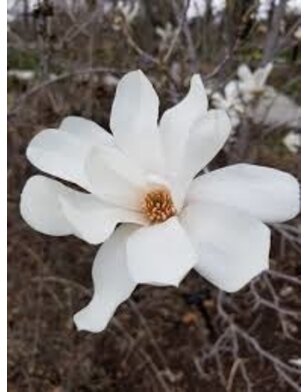 Beverboom meerstammig | Magnolia loebneri Merrill