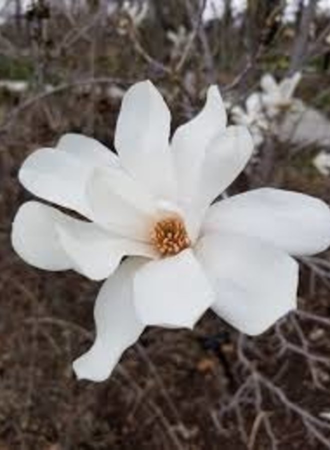 Beverboom meerstammig | Magnolia loebneri Merrill