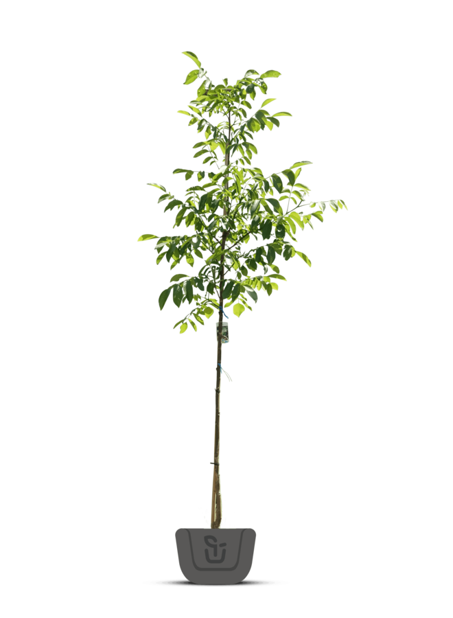 Gewone walnootboom | Juglans Regia