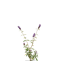 Vlinderstruik |  Buddleja Buddleja Buzz Sky Blue