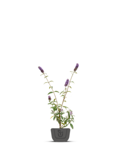 Vlinderstruik |  Buddleja davidii 'Nanho Blue'