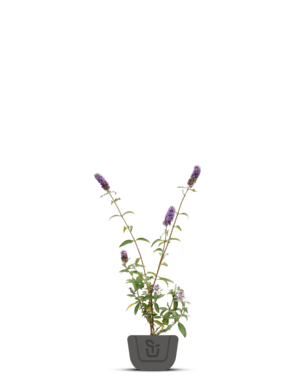 Vlinderstruik |  Buddleja davidii 'Nanho Blue'