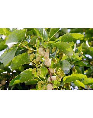 Witte moerbei | Morus alba