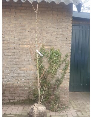 Japanse notenboom | Ginkgo biloba Menhir