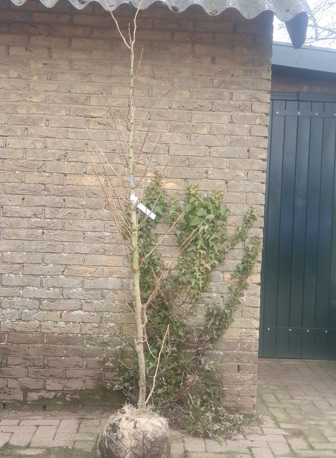 Japanse notenboom | Ginkgo biloba Menhir