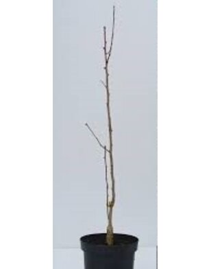 Japanse notenboom | Ginkgo biloba Menhir