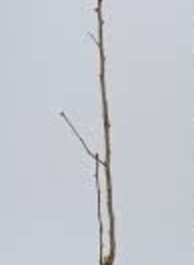 Japanse notenboom | Ginkgo biloba Menhir