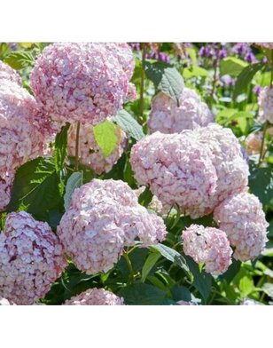 Hortensia | Hydrangea macrophylla Bouquet Rose