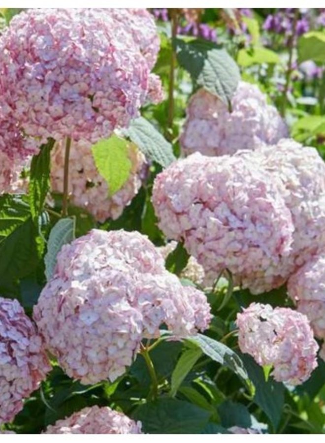 Hortensia | Hydrangea macrophylla Bouquet Rose