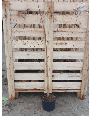 Japanse notenboom | Ginkgo biloba Menhir