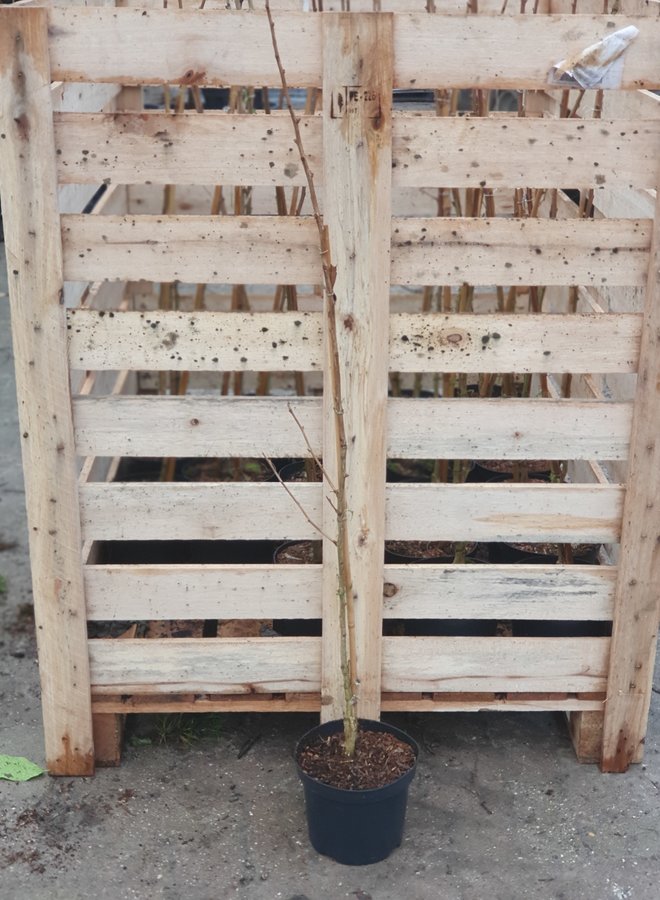 Japanse notenboom | Ginkgo biloba Menhir