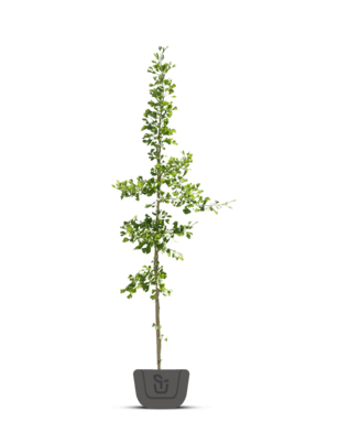 Japanse notenboom | Ginkgo biloba Menhir