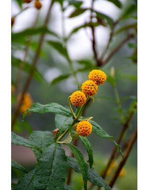 Vlinderstruik |  Buddleja davidii 'Globosa'