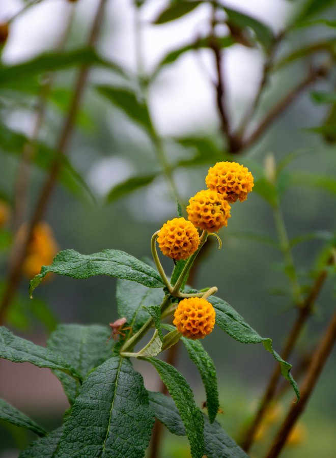Vlinderstruik |  Buddleja davidii 'Globosa'