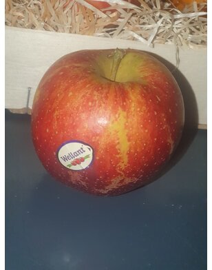 Appelboom | Malus domestica Wellant