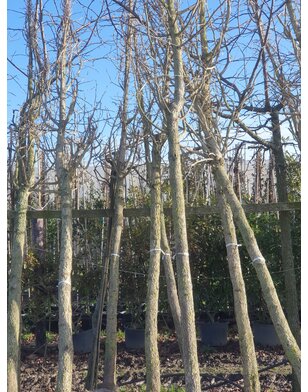 Boomhazelaar | Turkse hazelaar | Corylus Colurna