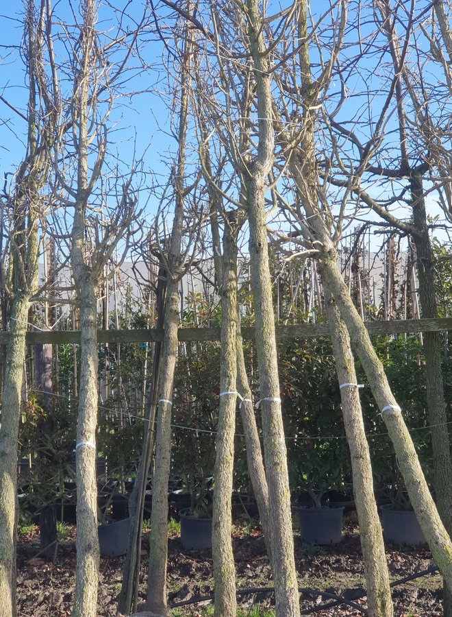 Boomhazelaar | Turkse hazelaar | Corylus Colurna