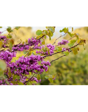 Judasboom | Cercis siliquastrum