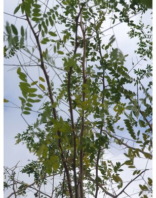 Valse christusdoorn | Gleditsia triac. Sunburst