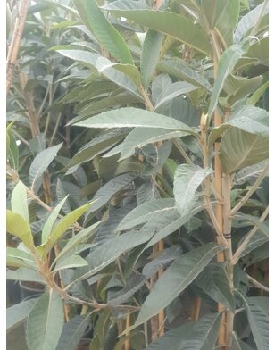 Japanse Mispel | Eriobotrya japonica Rose Anne