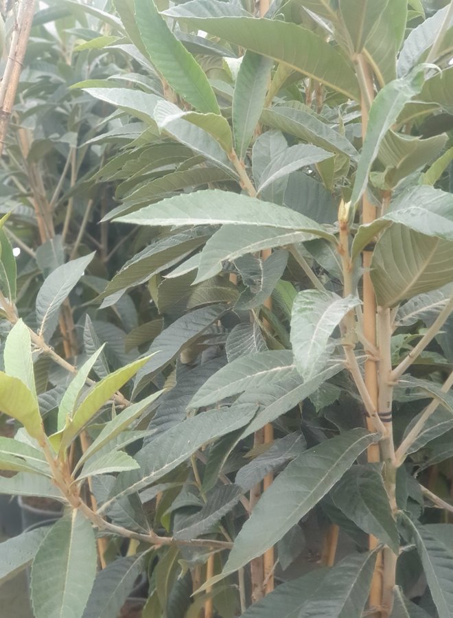 Japanse Mispel | Eriobotrya japonica Rose Anne