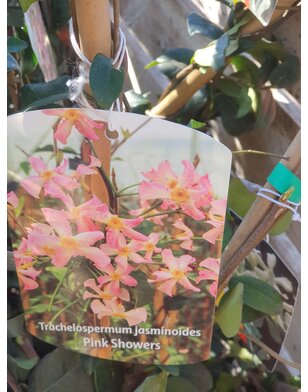 Toscaanse jasmijn | klimplant | Sterjasmijn