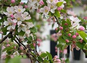 Welke bloesemboom past in mijn tuin?