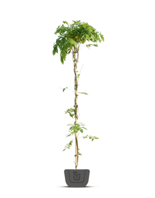 Roze  regen | Wisteria klimplant in soorten