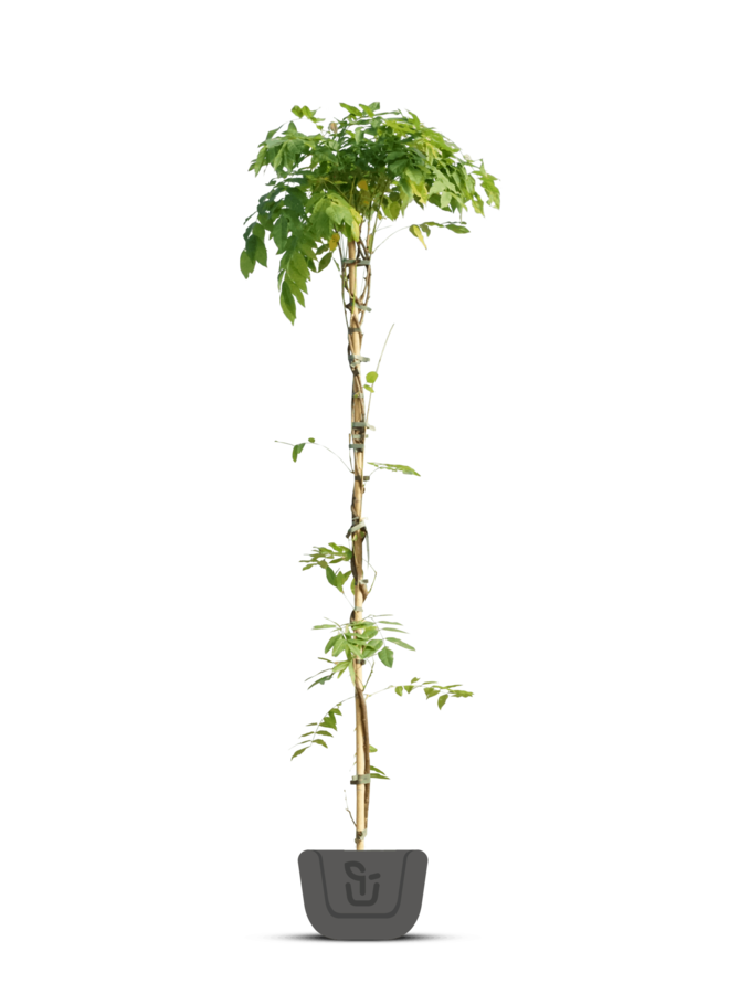 Roze  regen | Wisteria klimplant in soorten