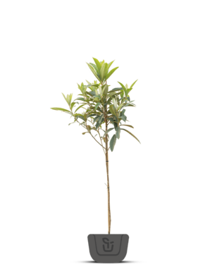 Japanse Mispel | Eriobotrya japonica Rose Anne