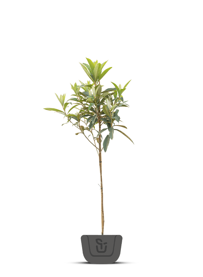 Japanse Mispel | Eriobotrya japonica Rose Anne