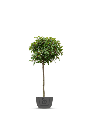 Portugese laurier boom | Prunus Lusitanica Brenelia