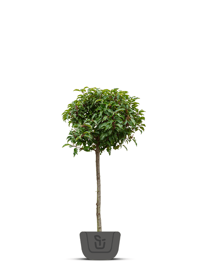 Portugese laurier boom | Prunus Lusitanica Brenelia