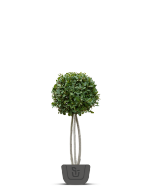 Keuken laurier | Laurus Nobilis