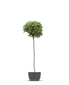 Keuken laurier | Laurus Nobilis