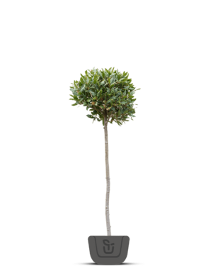 Keuken laurier | Laurus Nobilis