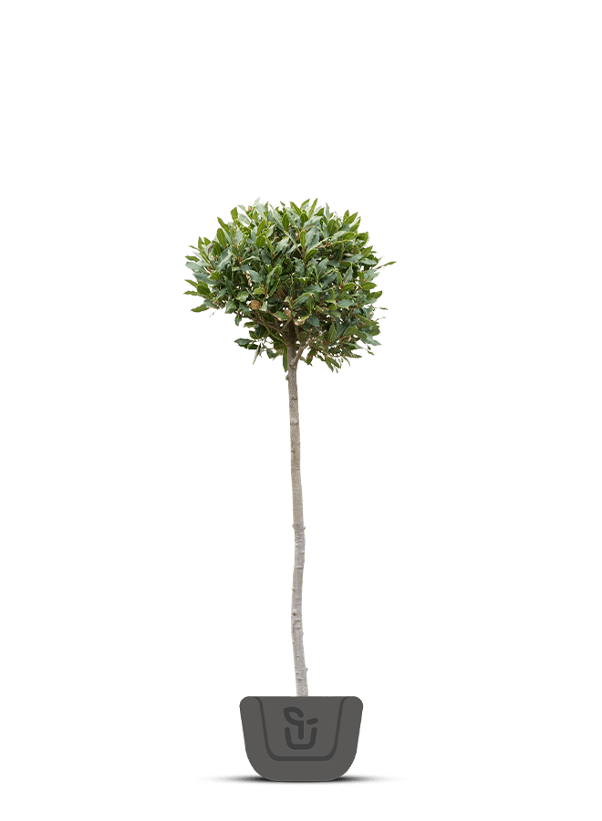 Keuken laurier | Laurus Nobilis