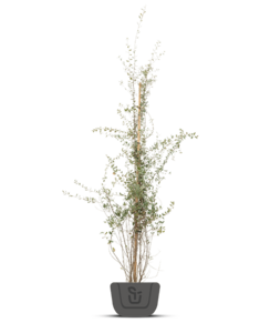 Kurkeik | Quercus Suber | Struik