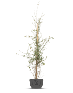 Kurkeik | Quercus Suber | Struik