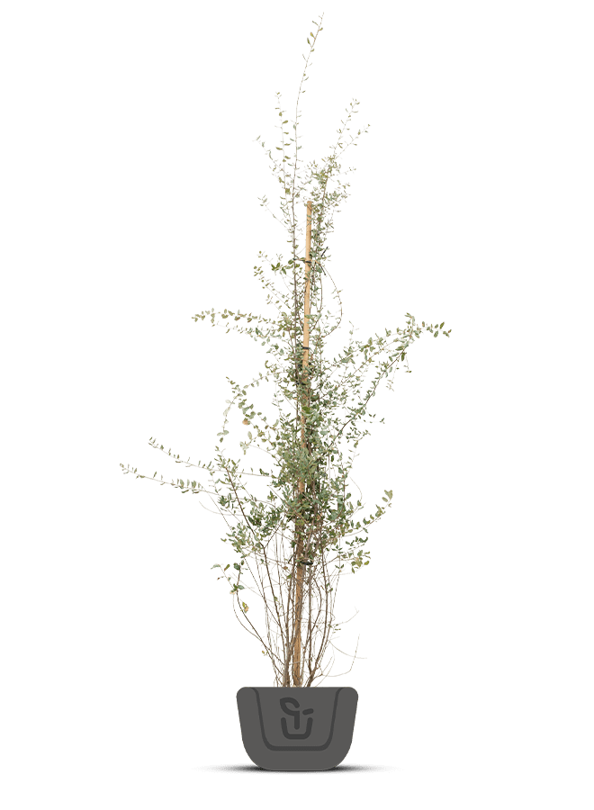 Kurkeik | Quercus Suber | Struik