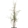 Kurkeik | Quercus Suber | Struik