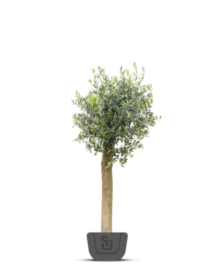Olijfboom | Olea europaea