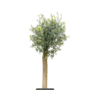 Olijfboom | Olea europaea