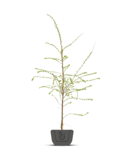 Schijnbeuk | Nothofagus antarctica