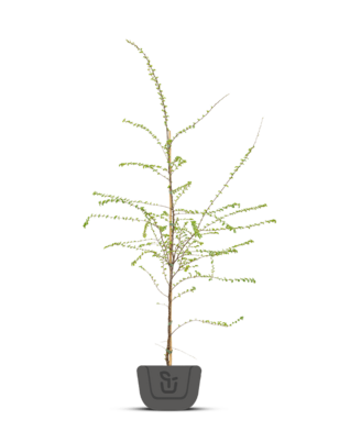 Schijnbeuk | Nothofagus antarctica