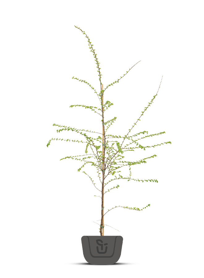 Schijnbeuk | Nothofagus antarctica