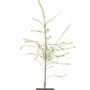 Schijnbeuk | Nothofagus antarctica