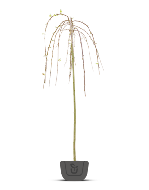 Katjeswilg | Salix caprea Kilmarnock