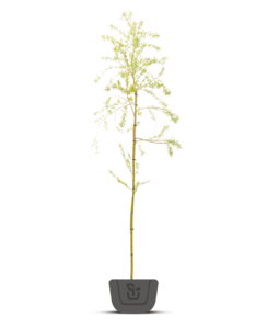 Treurwilg | Salix sepulcralis Chrysocoma